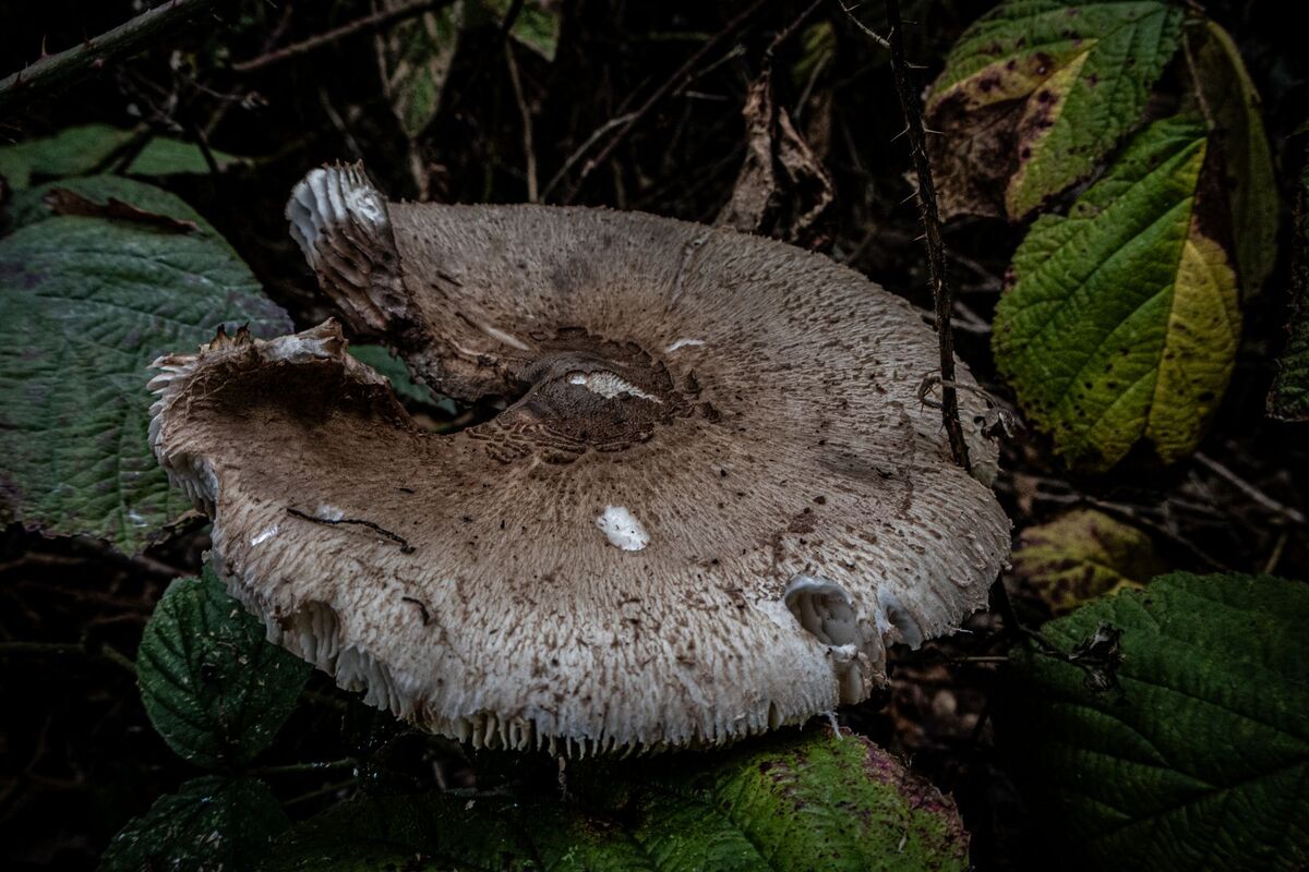 Mushroom - Katharine Showell